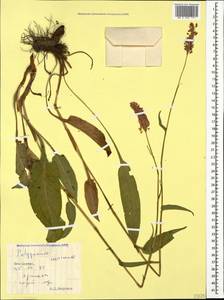 Bistorta carnea (K. Koch) Kom., Caucasus, South Ossetia (K4b) (South Ossetia)