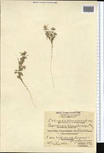 Delphinium camptocarpum Fisch. & C. A. Mey., Middle Asia, Karakum (M6) (Turkmenistan)