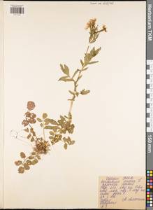 Cardamine amara L., Eastern Europe, Central region (E4) (Russia)