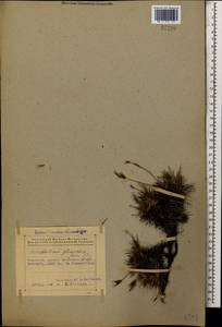Acantholimon glumaceum (Jaub. & Spach) Boiss., Caucasus, Azerbaijan (K6) (Azerbaijan)