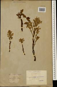 Orobanche, Caucasus, Georgia (K4) (Georgia)