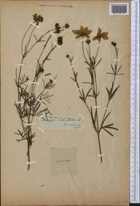 Coreopsis verticillata L., America (AMER) (Germany)