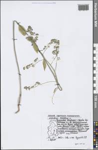 Lepidium latifolium L., Eastern Europe, Volga-Kama region (E7) (Russia)