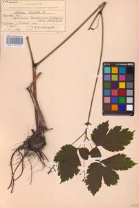 Actaea spicata L., Eastern Europe (no precise locality) (E0)