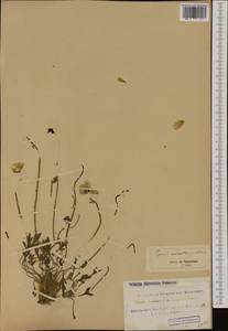 Oreomecon radicatum subsp. radicatum, Western Europe (EUR) (Svalbard and Jan Mayen)