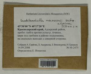 Bucklandiella macounii subsp. alpina (E. Lawton) Bedn.-Ochyra & Ochyra, Bryophytes, Bryophytes - North Caucasus & Ciscaucasia (B12) (Russia)