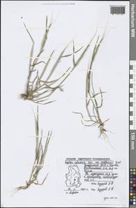 Aegilops cylindrica Host, Eastern Europe, Volga-Kama region (E7) (Russia)