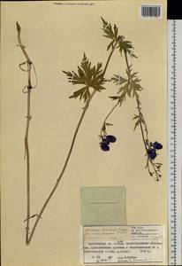 Aconitum ambiguum subsp. baicalense (Turcz. ex Rapaics) Vorosch., Siberia, Altai & Sayany Mountains (S2) (Russia)