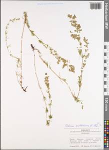 Galium ruthenicum Willd., Eastern Europe, Middle Volga region (E8) (Russia)