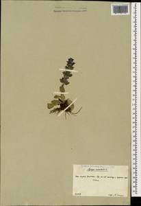 Ajuga orientalis L., Caucasus, South Ossetia (K4b) (South Ossetia)