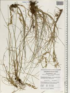 Poa pratensis L., Eastern Europe, Northern region (E1) (Russia)