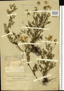 Tripleurospermum inodorum (L.) Sch.-Bip, Eastern Europe, Middle Volga region (E8) (Russia)
