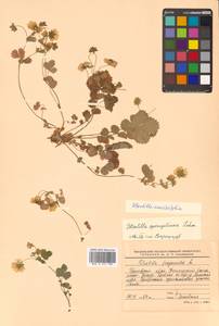 Potentilla ancistrifolia Bunge, Siberia, Russian Far East (S6) (Russia)