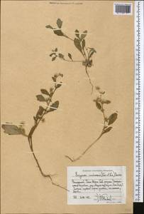Neobrachyactis roylei (DC.) Brouillet, Middle Asia, Western Tian Shan & Karatau (M3) (Kyrgyzstan)
