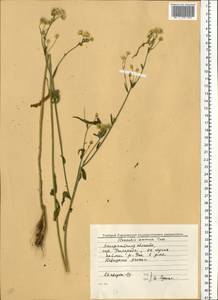 Erigeron annuus (L.) Pers., Eastern Europe, West Ukrainian region (E13) (Ukraine)