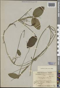 Potamogeton natans L., Middle Asia, Muyunkumy, Balkhash & Betpak-Dala (M9) (Kazakhstan)