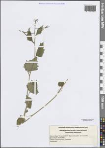 Alliaria petiolata (M.Bieb.) Cavara & Grande, Eastern Europe, Middle Volga region (E8) (Russia)