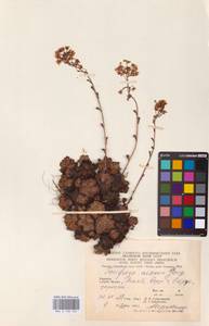 Saxifraga paniculata subsp. paniculata, Eastern Europe, West Ukrainian region (E13) (Ukraine)