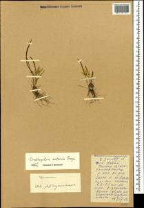 Ornithogalum sintenisii Freyn, Caucasus, Dagestan (K2) (Russia)