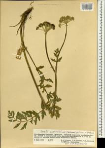 Seseli mucronatum (Schrenk) Pimenov & Sdobnina, Mongolia (MONG) (Mongolia)