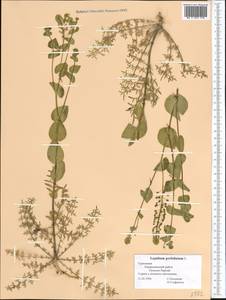 Lepidium perfoliatum L., Middle Asia, Kopet Dag, Badkhyz, Small & Great Balkhan (M1) (Turkmenistan)