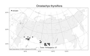 Orostachys thyrsiflora (DC.) Fisch. ex Sweet, Atlas of the Russian Flora (FLORUS) (Russia)