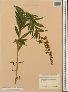 Digitalis ciliata Trautv., Caucasus, Stavropol Krai, Karachay-Cherkessia & Kabardino-Balkaria (K1b) (Russia)