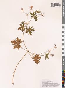 Geranium krameri Franch. & Sav., Siberia, Russian Far East (S6) (Russia)