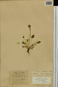 Primula modesta var. matsumurae (Petitm.) Takeda, Siberia, Russian Far East (S6) (Russia)