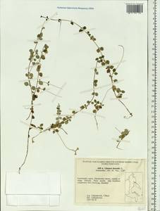 Linnaea borealis L., Siberia, Chukotka & Kamchatka (S7) (Russia)