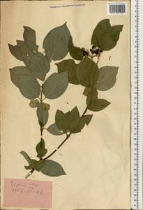 Cornus, Eastern Europe (no precise locality) (E0)