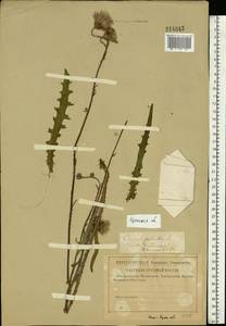 Cirsium palustre (L.) Scop., Eastern Europe, Western region (E3) (Russia)