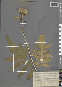 Rhaponticum carthamoides subsp. carthamoides, Siberia, Baikal & Transbaikal region (S4) (Russia)