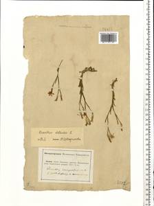 Dianthus deltoides L., Eastern Europe, Lower Volga region (E9) (Russia)