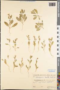 Chorispora tenella (Pall.) DC., Eastern Europe, North Ukrainian region (E11) (Ukraine)