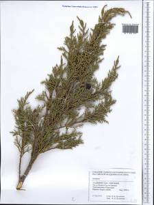 Juniperus, Middle Asia, Pamir & Pamiro-Alai (M2) (Kyrgyzstan)