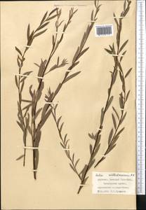 Salix wilhelmsiana M. Bieb., Middle Asia, Western Tian Shan & Karatau (M3) (Kyrgyzstan)