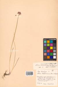 Allium maximowiczii Regel, Siberia, Russian Far East (S6) (Russia)