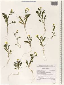 Senecio vernalis Waldst. & Kit., South Asia, South Asia (Asia outside ex-Soviet states and Mongolia) (ASIA) (Israel)