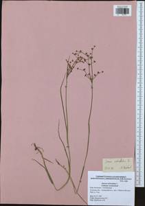 Juncus articulatus L., Eastern Europe, Central region (E4) (Russia)