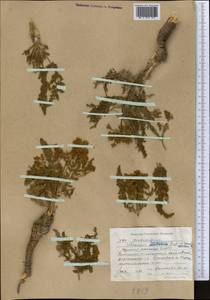 Schrenkia golickeana (Regel & Schmalh.) B. Fedtsch., Middle Asia, Western Tian Shan & Karatau (M3) (Kyrgyzstan)