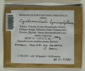 Cyrtomnium hymenophylloides (Huebener) T.J. Kop., Bryophytes, Bryophytes - Yakutia (B19) (Russia)