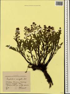 Scrophularia variegata M. Bieb., Caucasus, Stavropol Krai, Karachay-Cherkessia & Kabardino-Balkaria (K1b) (Russia)