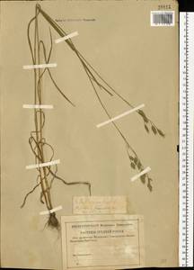 Bromus secalinus L., Eastern Europe, Central region (E4) (Russia)