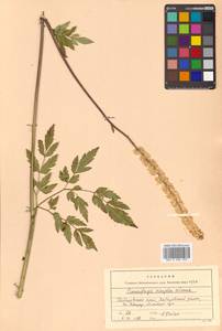 Actaea simplex (DC.) Wormsk. ex Fisch. & C. A. Mey., Siberia, Russian Far East (S6) (Russia)