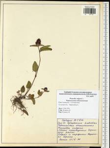 Prunella vulgaris L., Eastern Europe, Central region (E4) (Russia)