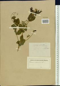 Lathyrus oleraceus Lam., Siberia (no precise locality) (S0) (Russia)