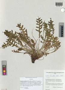 Crepidiastrum tenuifolium (Willd.) Sennikov, Siberia, Altai & Sayany Mountains (S2) (Russia)