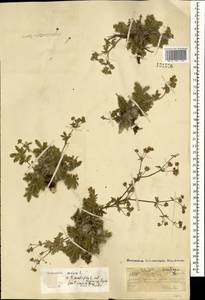 Potentilla sericea L., Mongolia (MONG) (Mongolia)