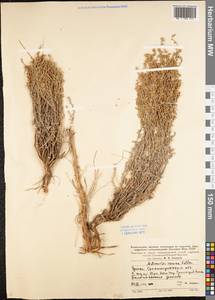 Artemisia incana (L.) Druce, Eastern Europe, Lower Volga region (E9) (Russia)